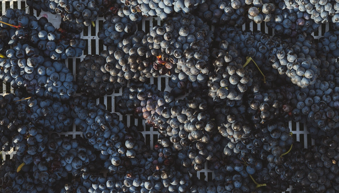 Piantaferro e Intrigo